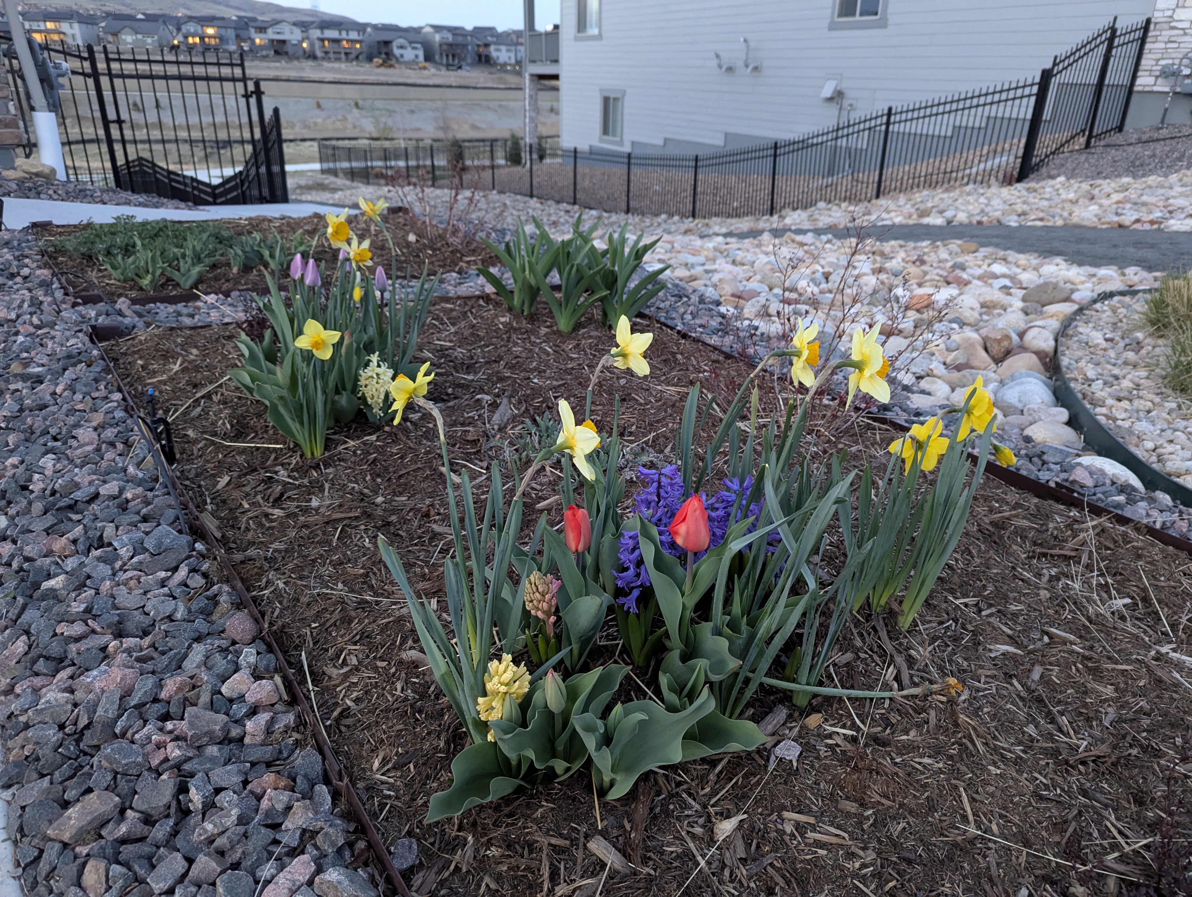 Hyacinth, Daffodils, Tulips, Morrison, Colorado